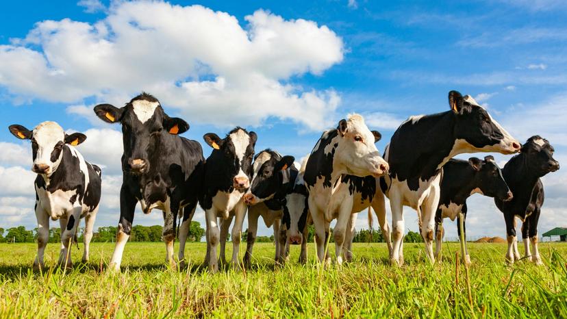 Vacas Holstein caminan libres en pradera 