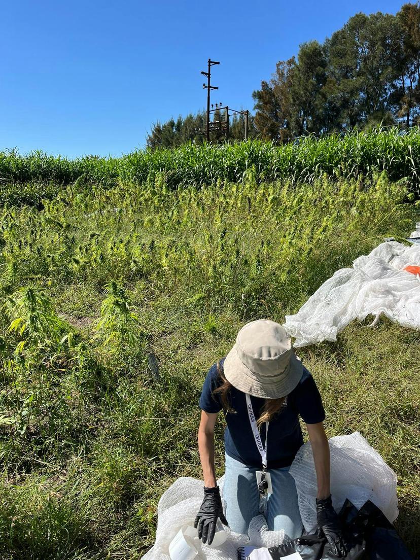 Investigadora de Latitud trabaja en un cultivo de cáñamo